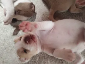 Cachorro raça Mãe dos filhotes é pé duro o pai dos filhotes e labrador idade Abaixo de 2 meses nome Os Filhos não tem nomes