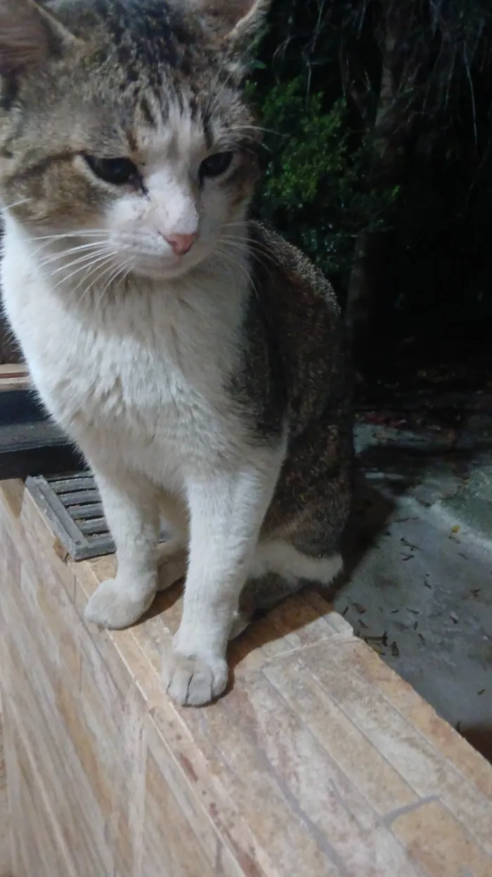 Gato ra a SRD-ViraLata idade 5 anos nome Carinha