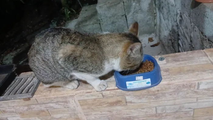 Gato ra a SRD-ViraLata idade 5 anos nome Carinha