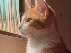 Gato raça Exótico idade 2 a 6 meses nome Theo