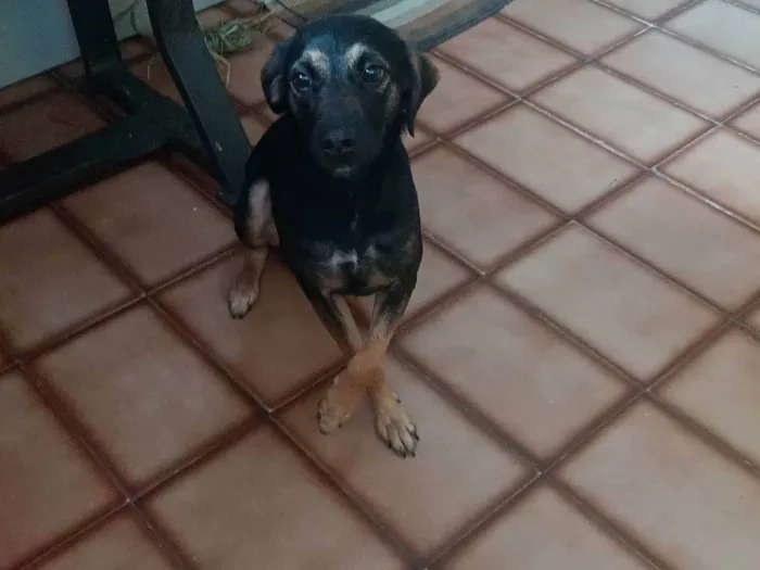 Cachorro ra a SRD-ViraLata idade 1 ano nome Neguinha 