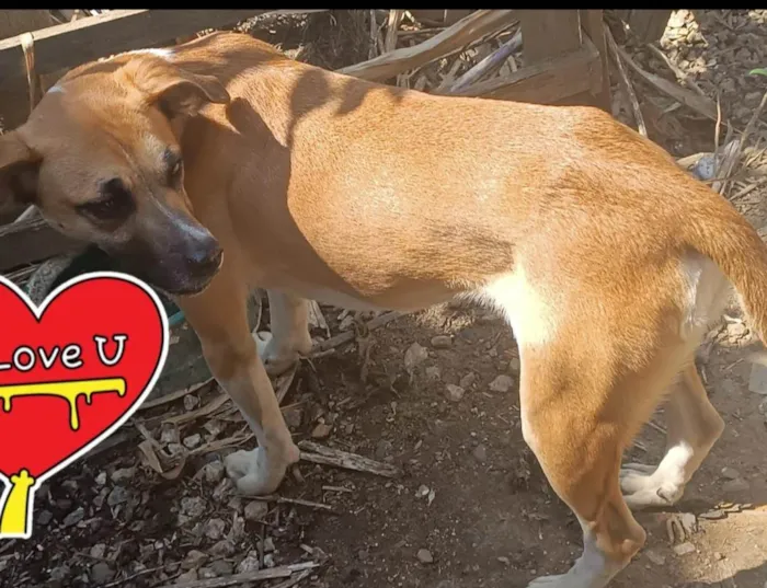 Cachorro ra a SRD-ViraLata idade 1 ano nome Lalinha 