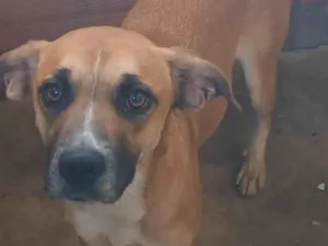 Cachorro raça SRD-ViraLata idade 1 ano nome Lalinha 