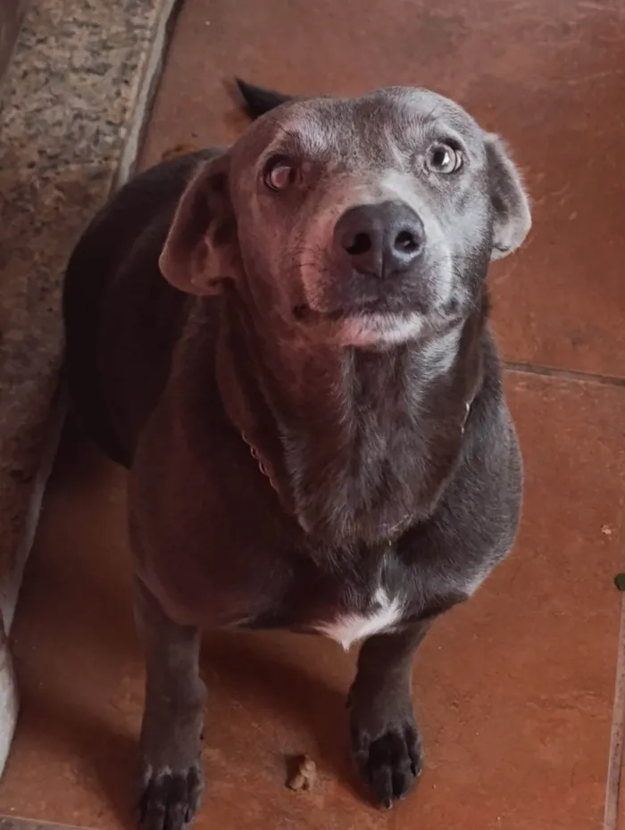 Cachorro ra a SRD-ViraLata idade 2 anos nome Sarabi