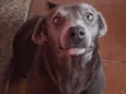 Sarabi