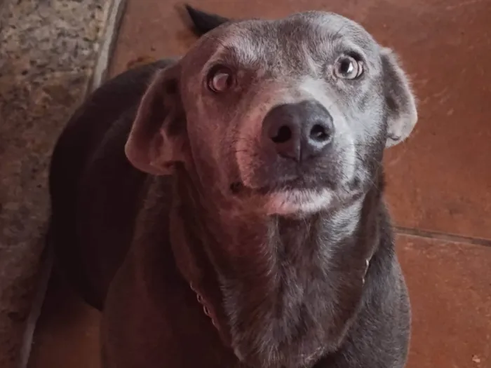 Cachorro ra a SRD-ViraLata idade 2 anos nome Sarabi