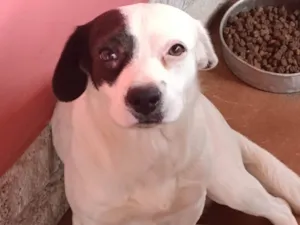 Cachorro raça SRD-ViraLata idade 2 anos nome Pandora