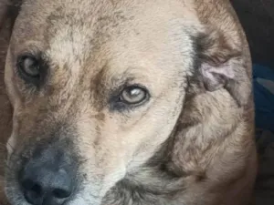 Cachorro raça SRD-ViraLata idade 4 anos nome Kyara