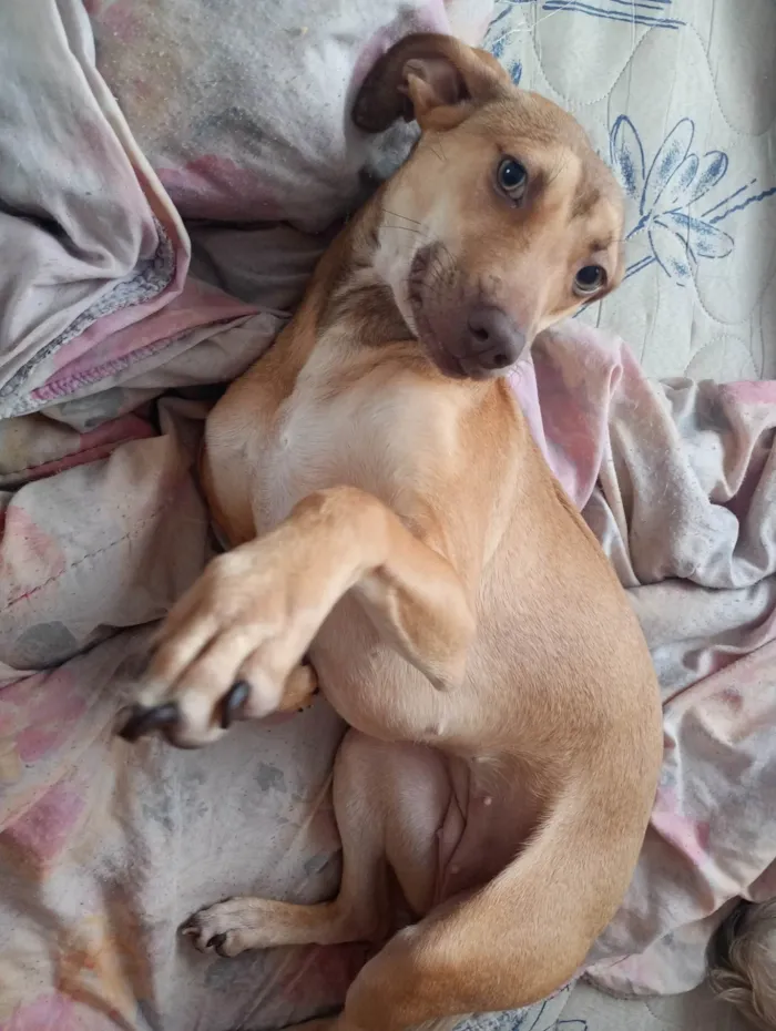 Cachorro ra a SRD-ViraLata idade 1 ano nome Mel