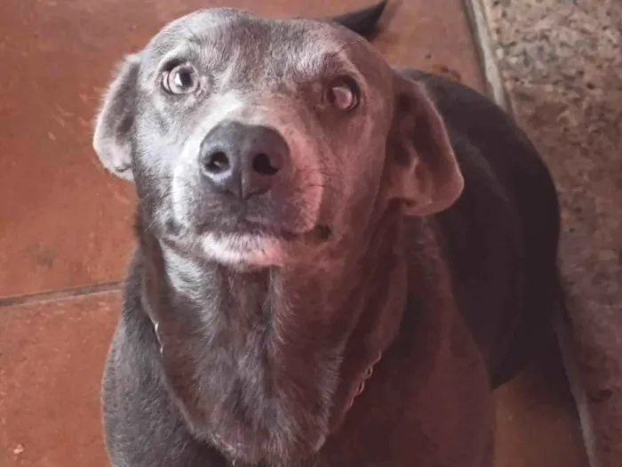 Cachorro ra a SRD-ViraLata idade 2 anos nome Sarabi