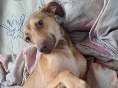 Cachorro raça SRD-ViraLata idade 1 ano nome Mel