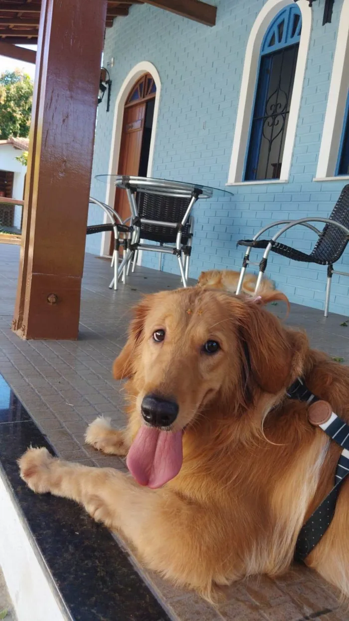 Cachorro ra a Golden Retriever  idade 2 anos nome Mel