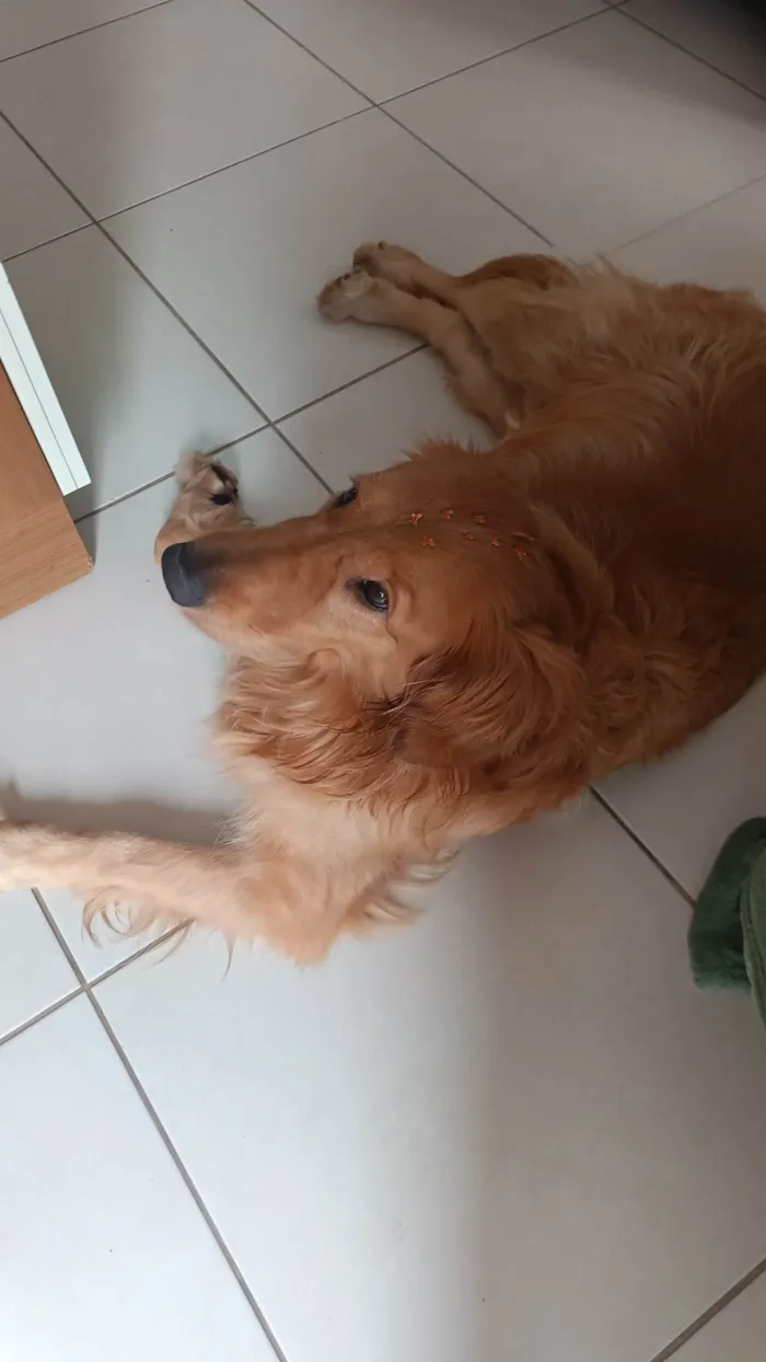 Cachorro ra a Golden Retriever  idade 2 anos nome Mel