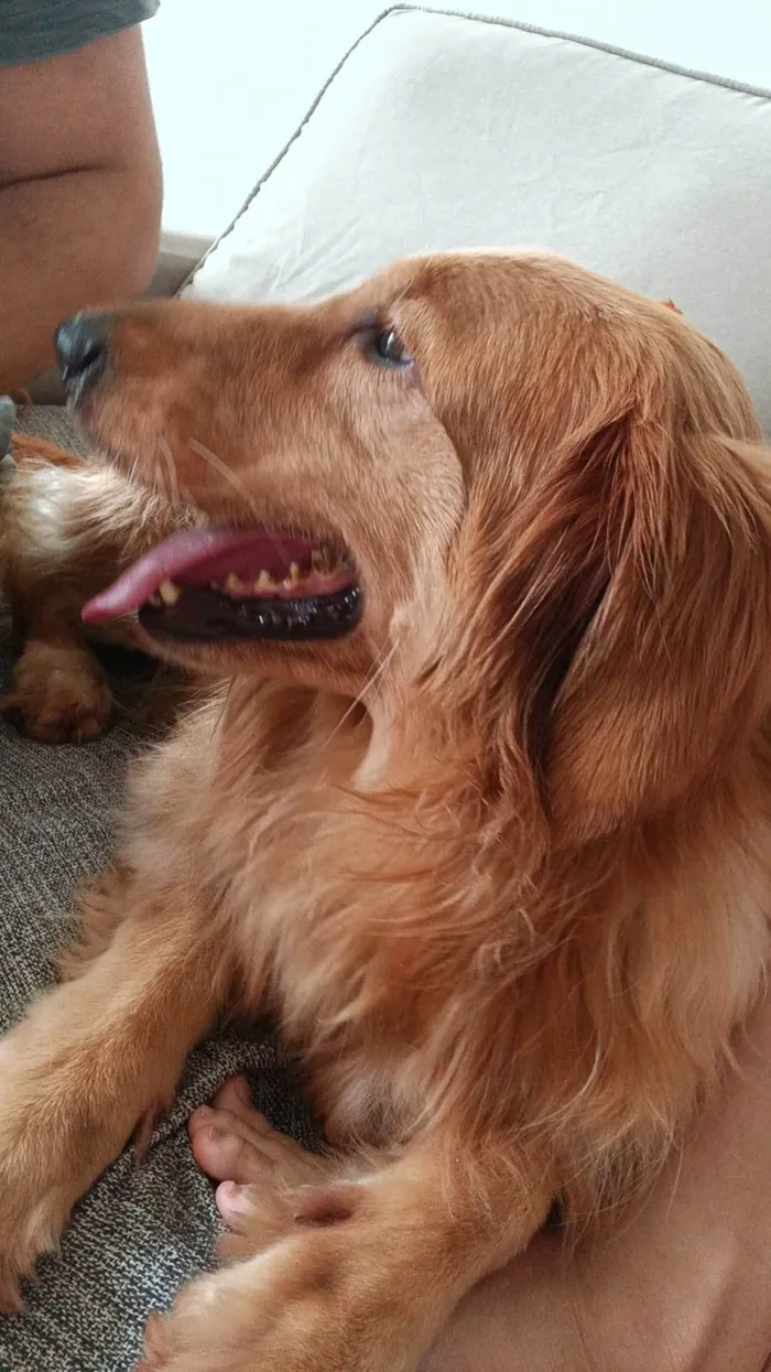 Cachorro ra a Golden Retriever  idade 2 anos nome Mel