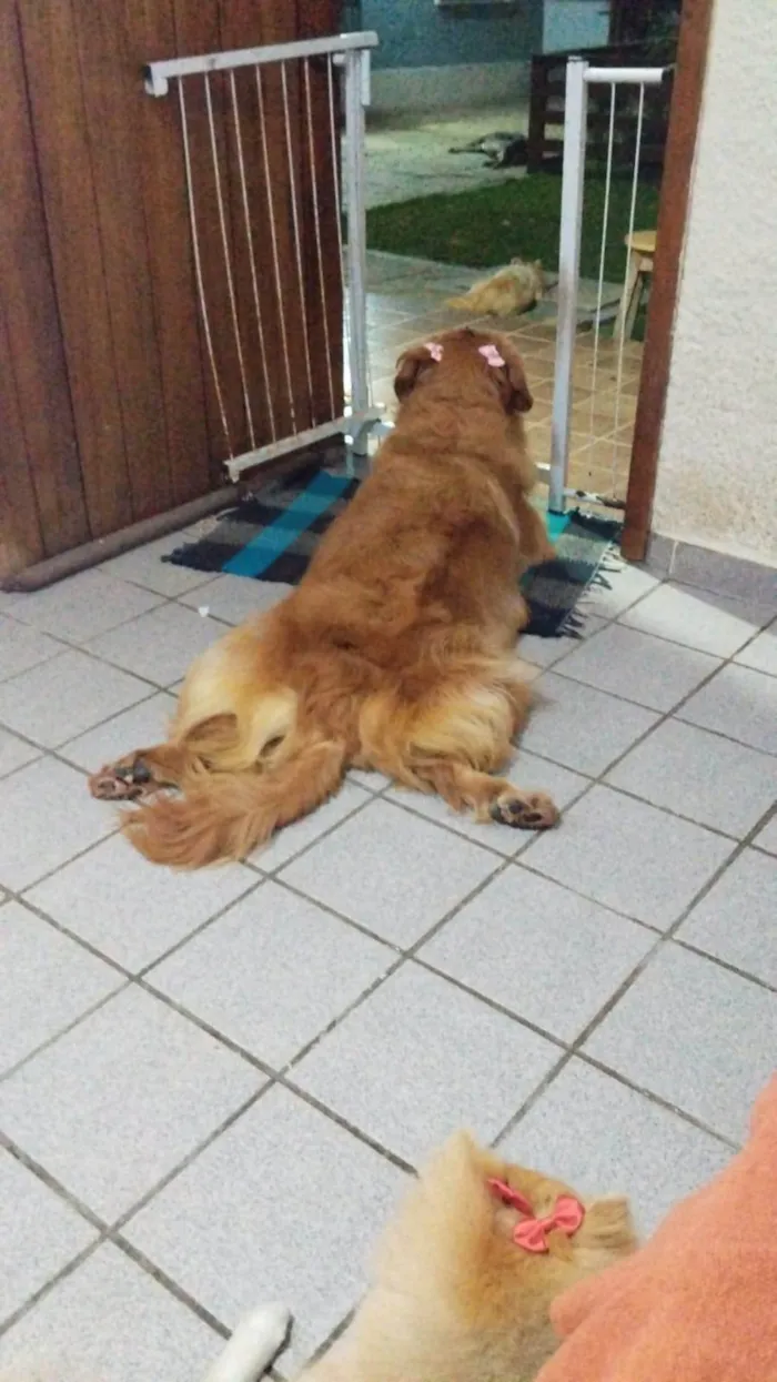 Cachorro ra a Golden Retriever  idade 2 anos nome Mel