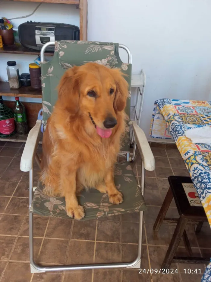 Cachorro ra a Golden Retriever  idade 2 anos nome Mel