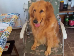 Cachorro raça Golden Retriever  idade 2 anos nome Mel