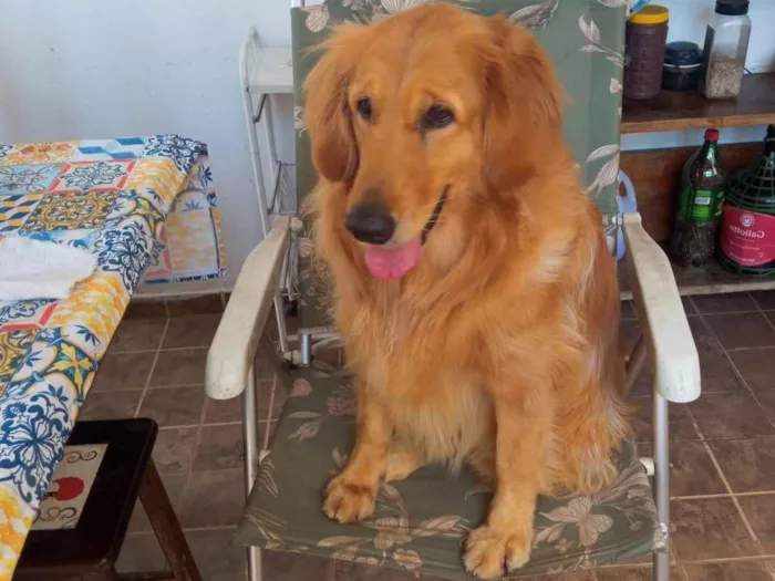 Cachorro ra a Golden Retriever  idade 2 anos nome Mel