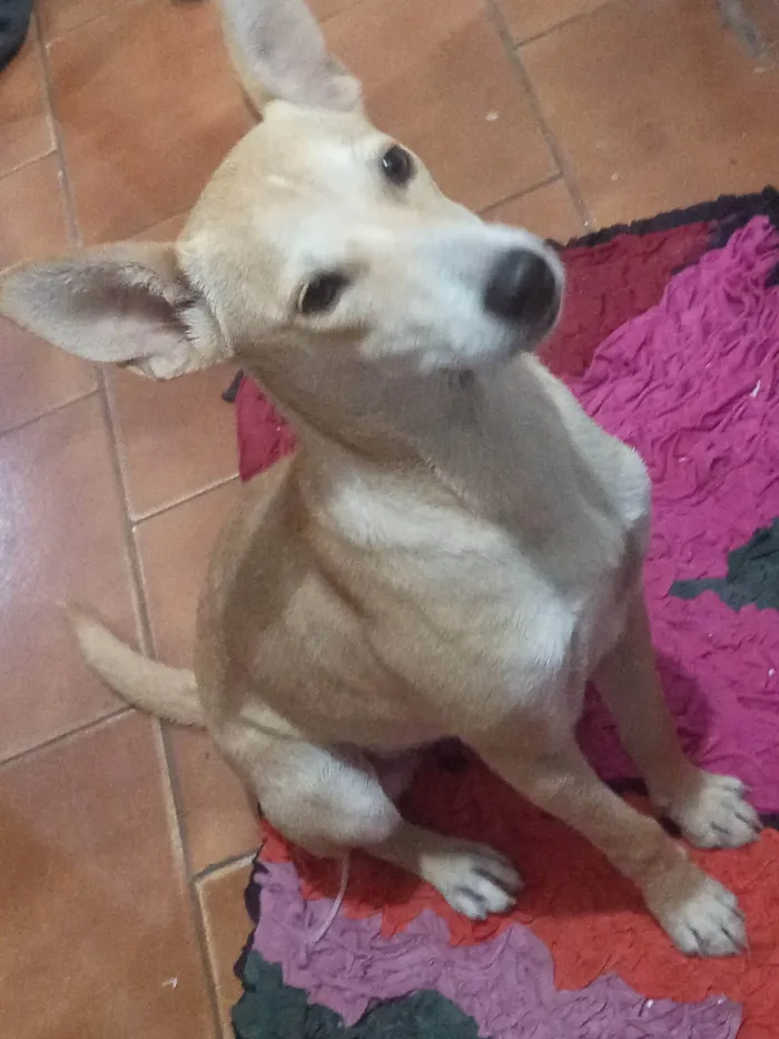 Cachorro ra a SRD-ViraLata idade 7 a 11 meses nome Princesa 