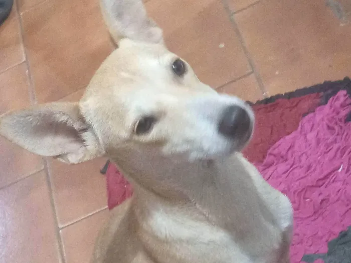 Cachorro ra a SRD-ViraLata idade 7 a 11 meses nome Princesa 