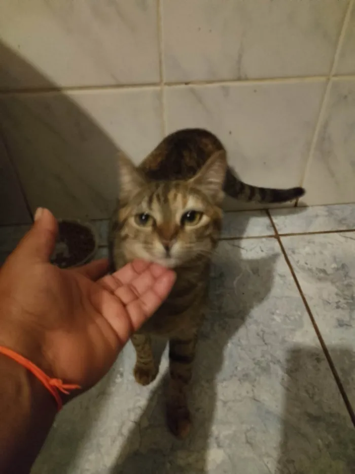 Gato ra a Exótico idade 7 a 11 meses nome Ela se chama mumu  