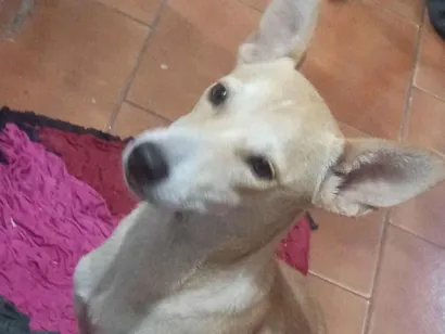 Cachorro raça SRD-ViraLata idade 7 a 11 meses nome Princesa 