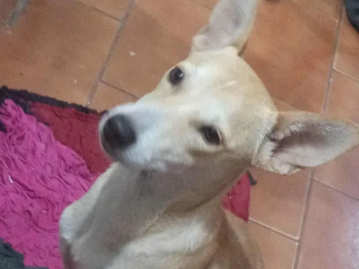 Cachorro ra a SRD-ViraLata idade 7 a 11 meses nome Princesa 