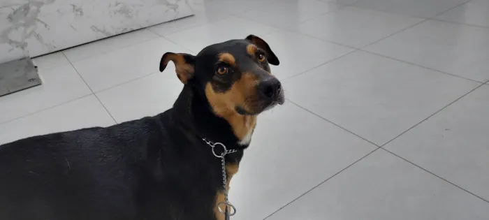 Cachorro ra a SRD-ViraLata idade 2 anos nome ZÉ  Junior 