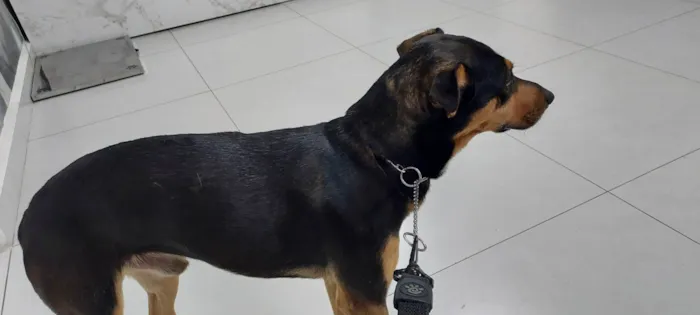 Cachorro ra a SRD-ViraLata idade 2 anos nome ZÉ  Junior 