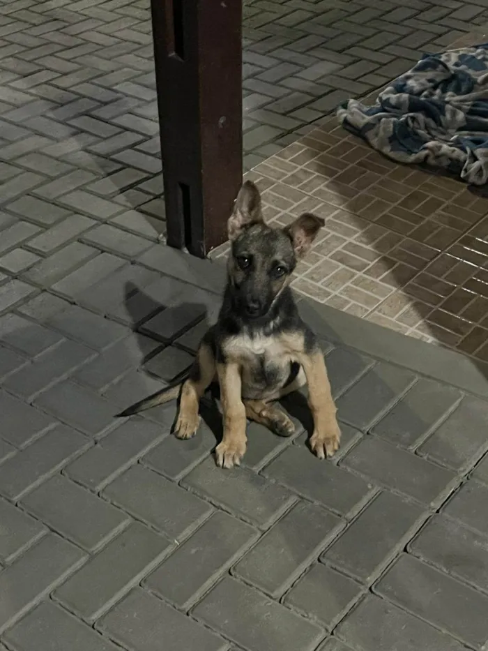 Cachorro ra a Pastor Alemão idade 7 a 11 meses nome Não sei