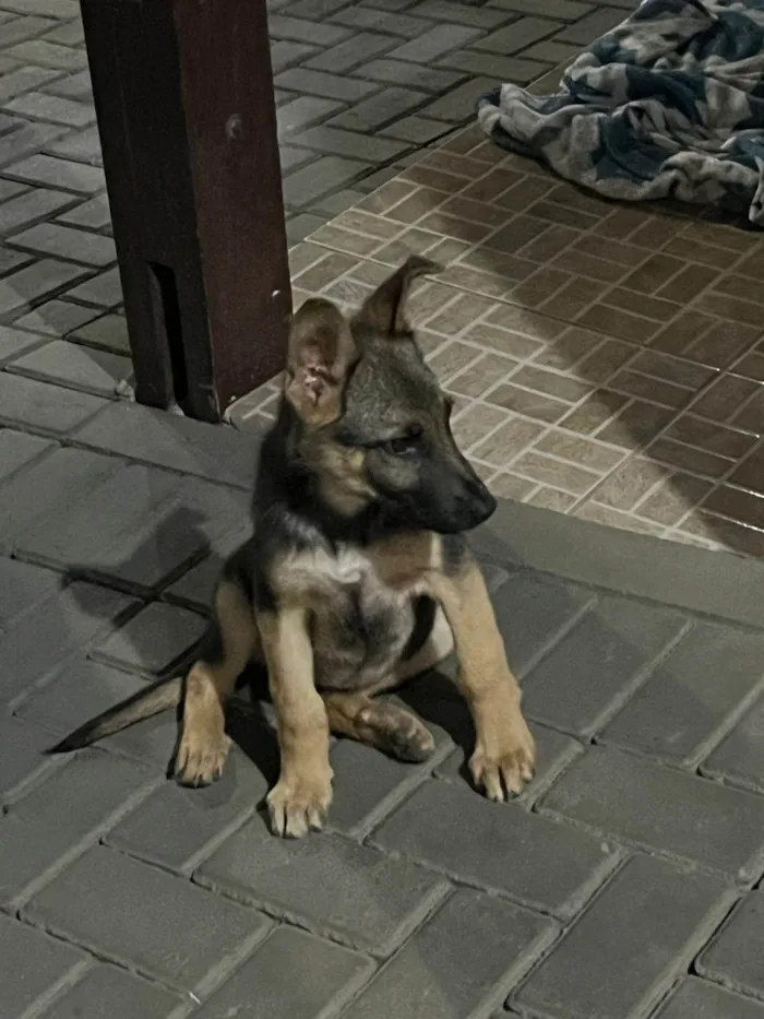 Cachorro ra a Pastor Alemão idade 7 a 11 meses nome Não sei