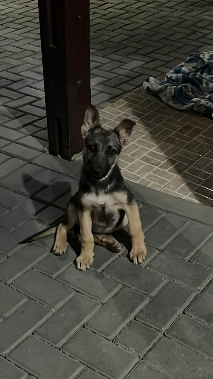 Cachorro ra a Pastor Alemão idade 7 a 11 meses nome Não sei