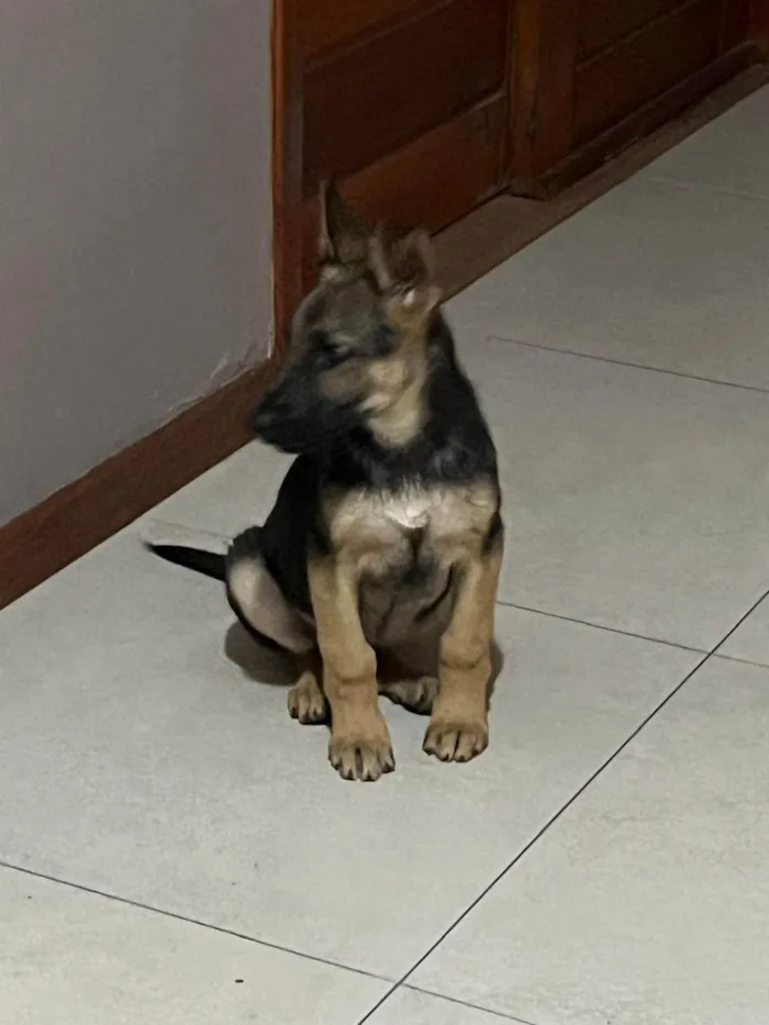 Cachorro ra a Pastor Alemão idade 7 a 11 meses nome Não sei