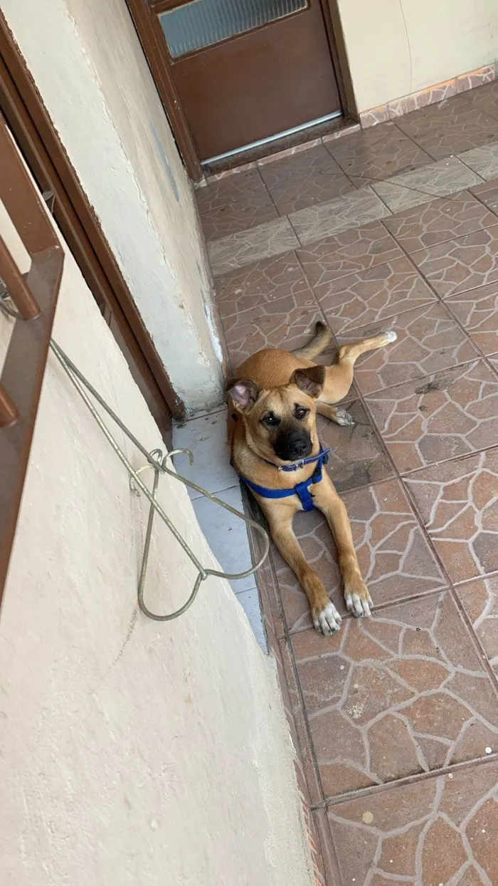 Cachorro ra a SRD-ViraLata idade 7 a 11 meses nome Chico