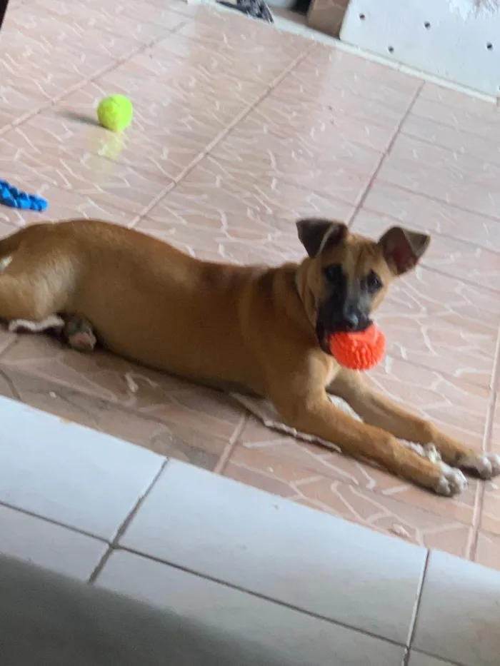 Cachorro ra a SRD-ViraLata idade 7 a 11 meses nome Chico