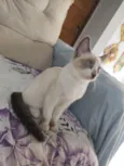fofa