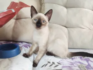 Gato raça SRD-ViraLata idade 2 a 6 meses nome fofinha 