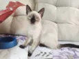 fofinha