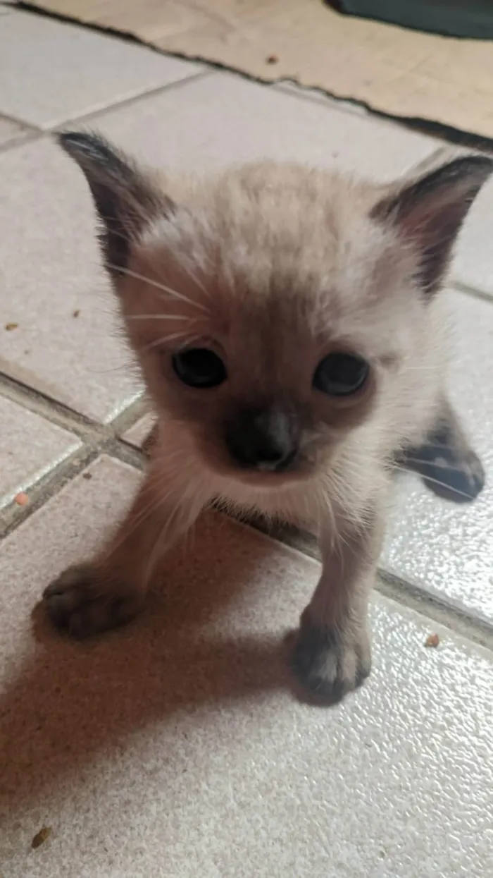 Gato ra a SRD-ViraLata idade Abaixo de 2 meses nome 5 gatinhos com um mês de vida a procura de um lar