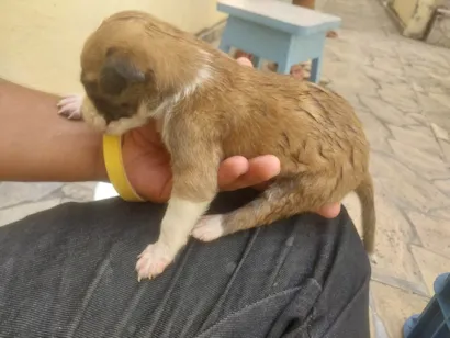 Cachorro raça SRD-ViraLata idade Abaixo de 2 meses nome N tem