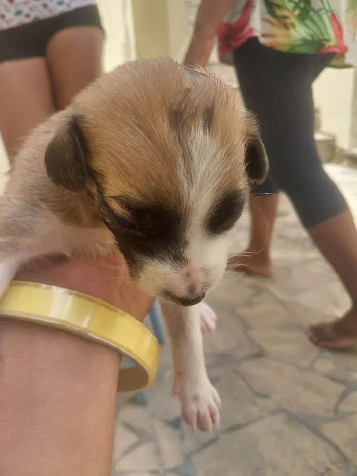 Cachorro ra a SRD-ViraLata idade Abaixo de 2 meses nome N tem