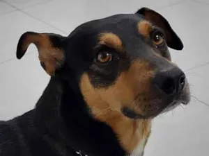 Cachorro raça SRD-ViraLata idade 2 anos nome ZÉ  Junior 