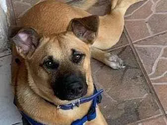 Cachorro raça SRD-ViraLata idade 7 a 11 meses nome Chico