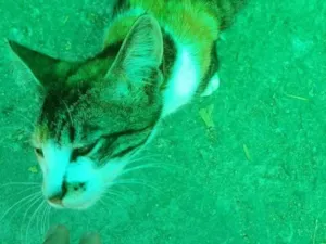 Gato raça SRD-ViraLata idade 1 ano nome Docinho 