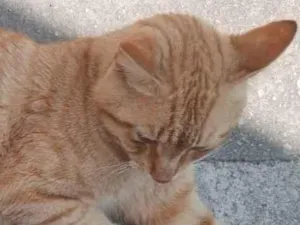 Gato raça SRD-ViraLata idade 2 anos nome Paçoca 