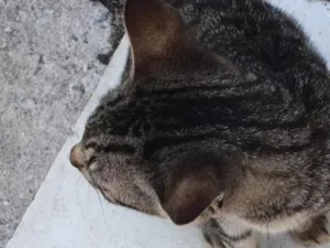 Gato raça SRD-ViraLata idade 2 a 6 meses nome Tigrinho