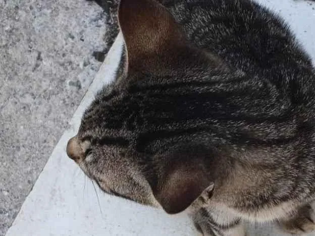 Gato ra a SRD-ViraLata idade 2 a 6 meses nome Tigrinho