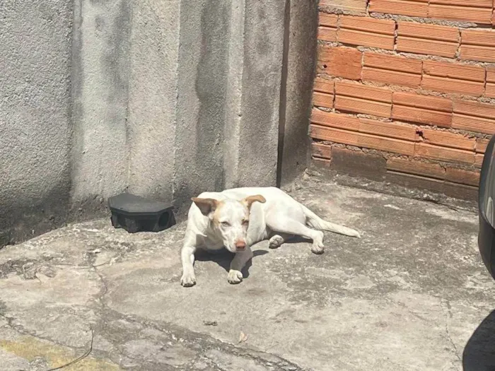 Cachorro ra a SRD-ViraLata idade 1 ano nome Não tem