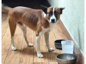 Cachorro raça SRD-ViraLata idade 1 ano nome Max