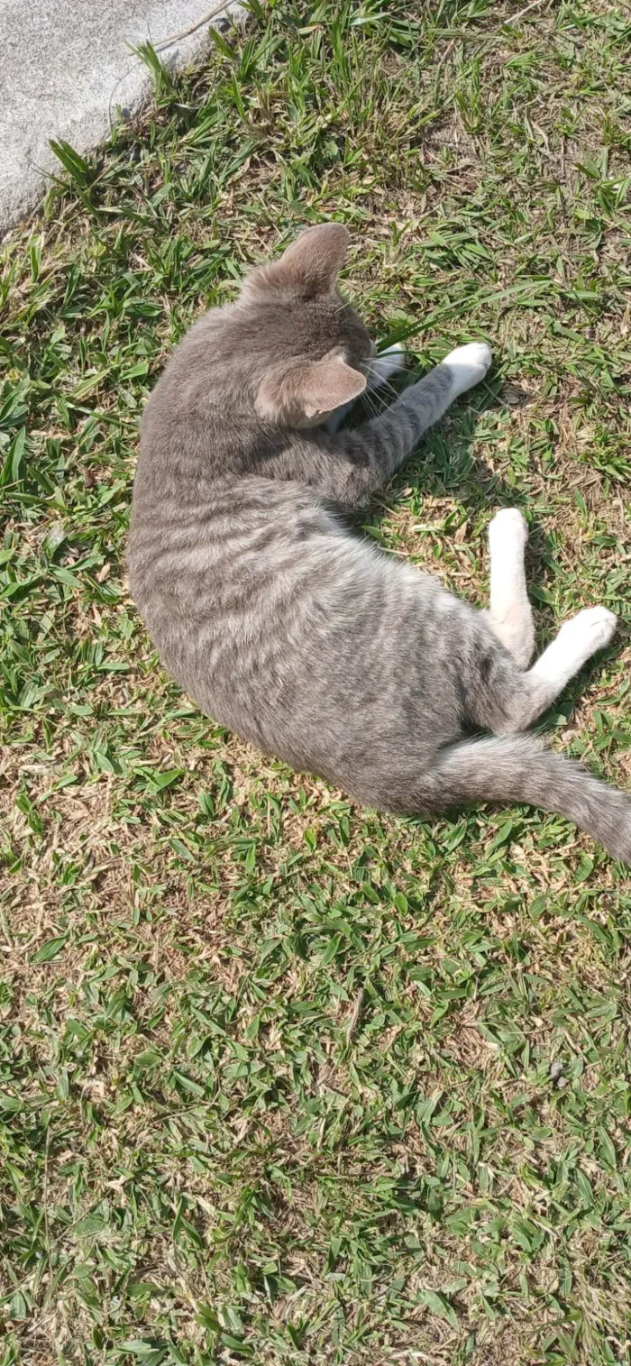 Gato ra a SRD-ViraLata idade 2 a 6 meses nome Mogli